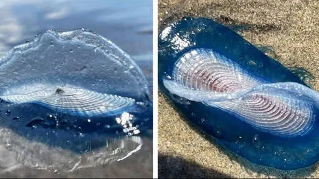 velella-velella.1.3961182