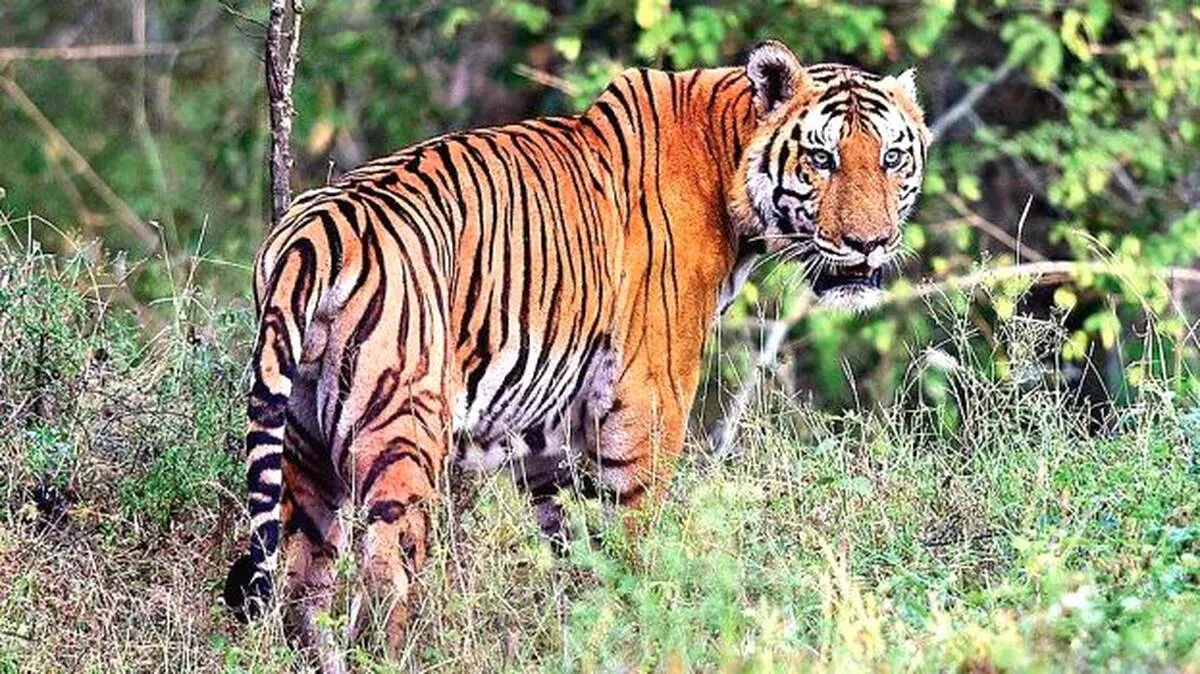 tiger