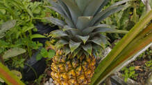 pineapple