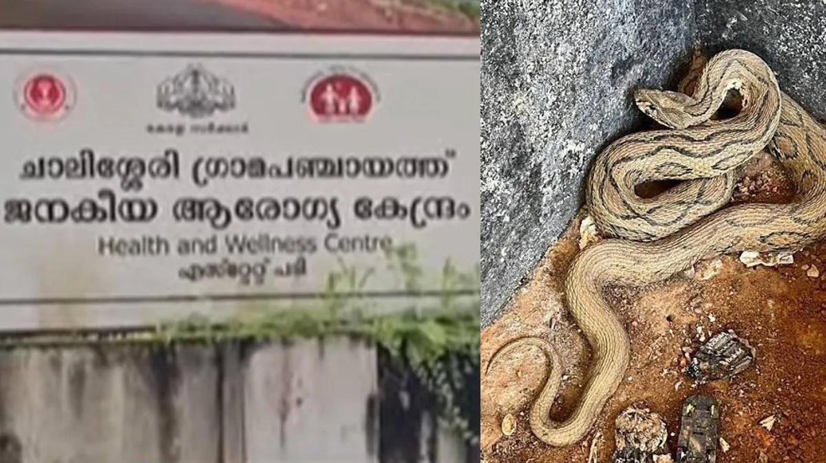 snake-bite
