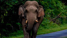 athirappilly-elephant-attack