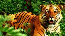 gudalur-tiger-kills-tea-estate-worker-balakrishnan