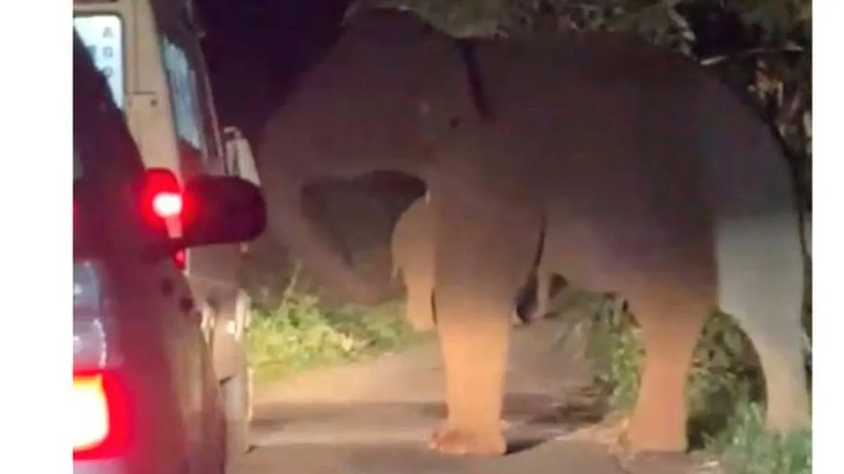 elephant elephant