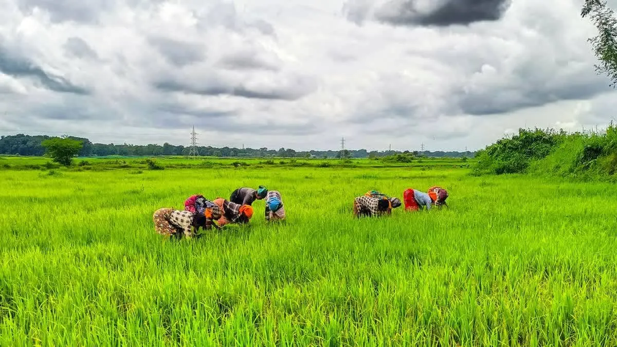 കൃഷി വകുപ്പ്  റൂമുകൾ തുറന്നു
