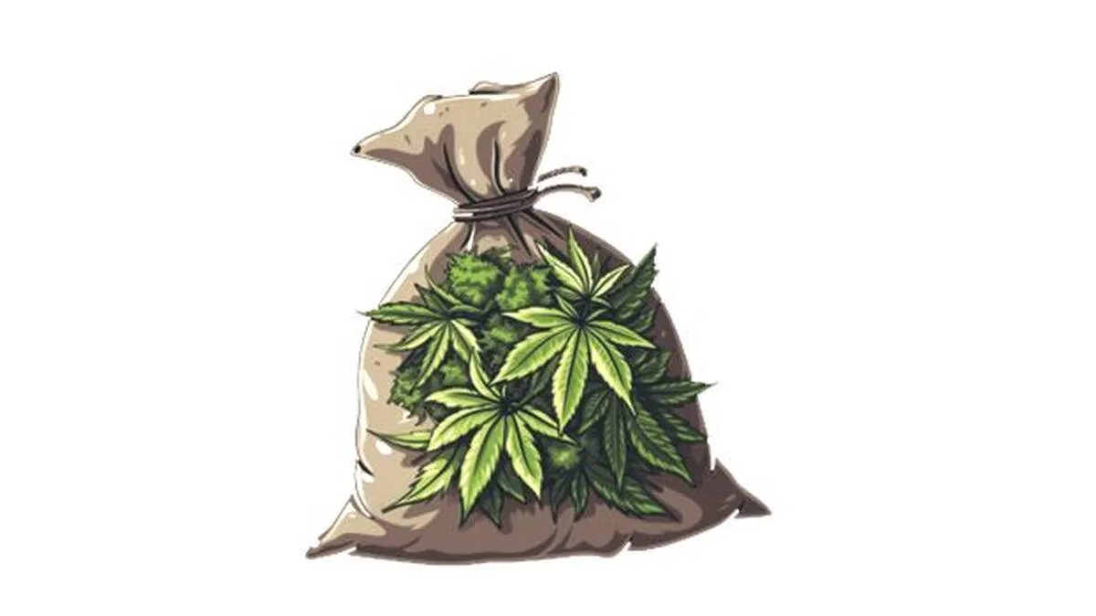 ganja