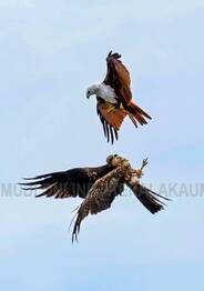 eagle-fight-.1.4008816