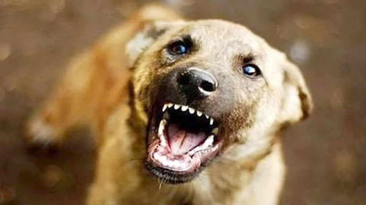 dog