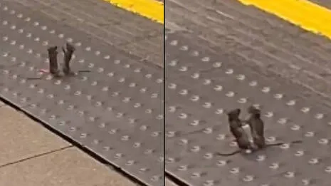 mice-fight.1.4007116