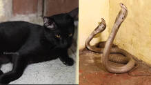 kaumudy-tv-snake-master