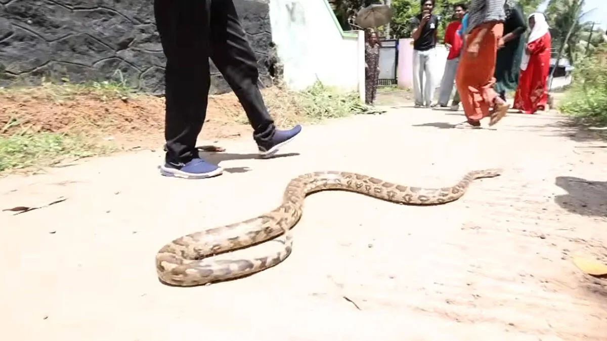 snake-rescue
