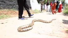 snake-rescue-at-thiruvananthapuram-home