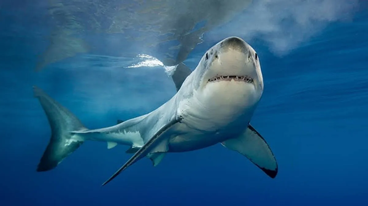 shark