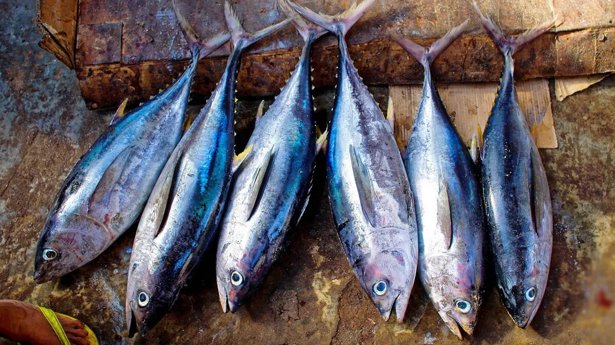 tuna-fish