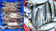 vizhinjam-squid-fish-season
