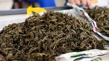 thiruvananthapuram-90-kg-ganja-seized