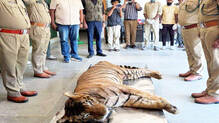 nandhu-tiger-cancer-euthanasia-thrissur