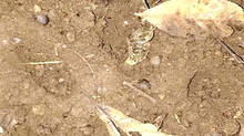 tiger-suspected-after-cow-killed-in-theekkoy-panchayat
