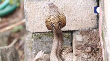 snake-rescue-at-thiruvananthapuram