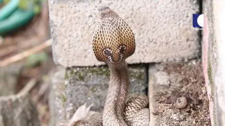 snake.1.4018548