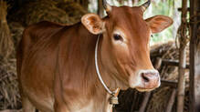 gujarat-rajkot-man-detained-cow-abuse-case
