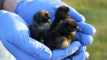 ayam-cemani-chicken-egg-chick-price
