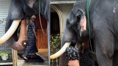 elephant.1.4024264