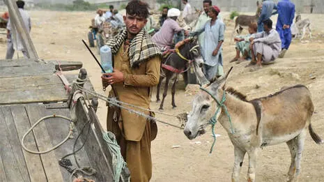 donkey-.1.4026728