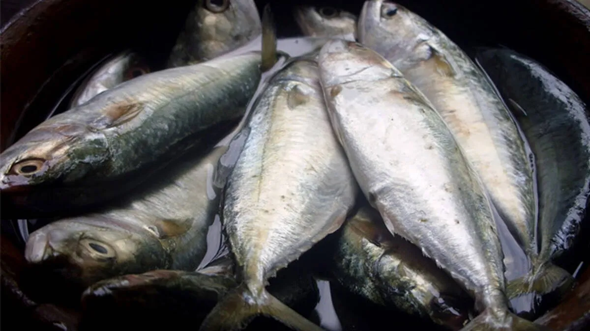 national-fish