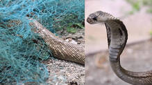 kaumudy-tv-snake-master-latest-episode