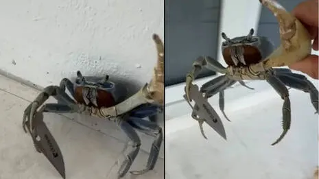 crab.1.4027300