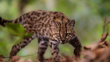 leopardus-tilcayo.1.4028435