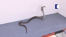 snake-rescue-at-thiruvananthapuram