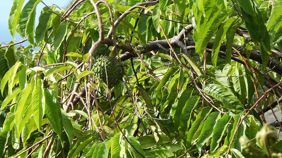 rollinia-tree