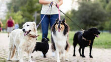 lawyer-quits-job-becomes-dog-walker-earns-50000-daily