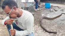 five-foot-snake-rescued-gujarat-chemical-tank