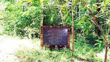 medicinal-garden-at-kappukadu-neglected-and-overgrown