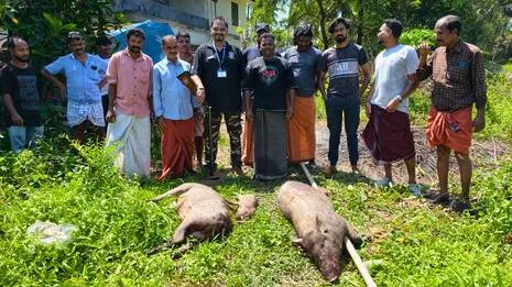 pig.1.4027589