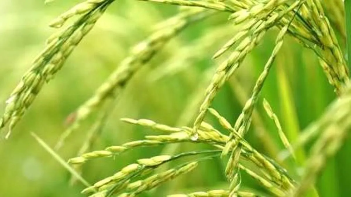 aa