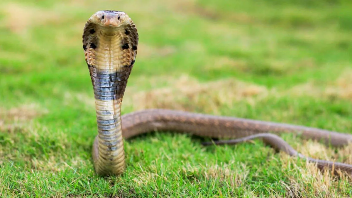 snake