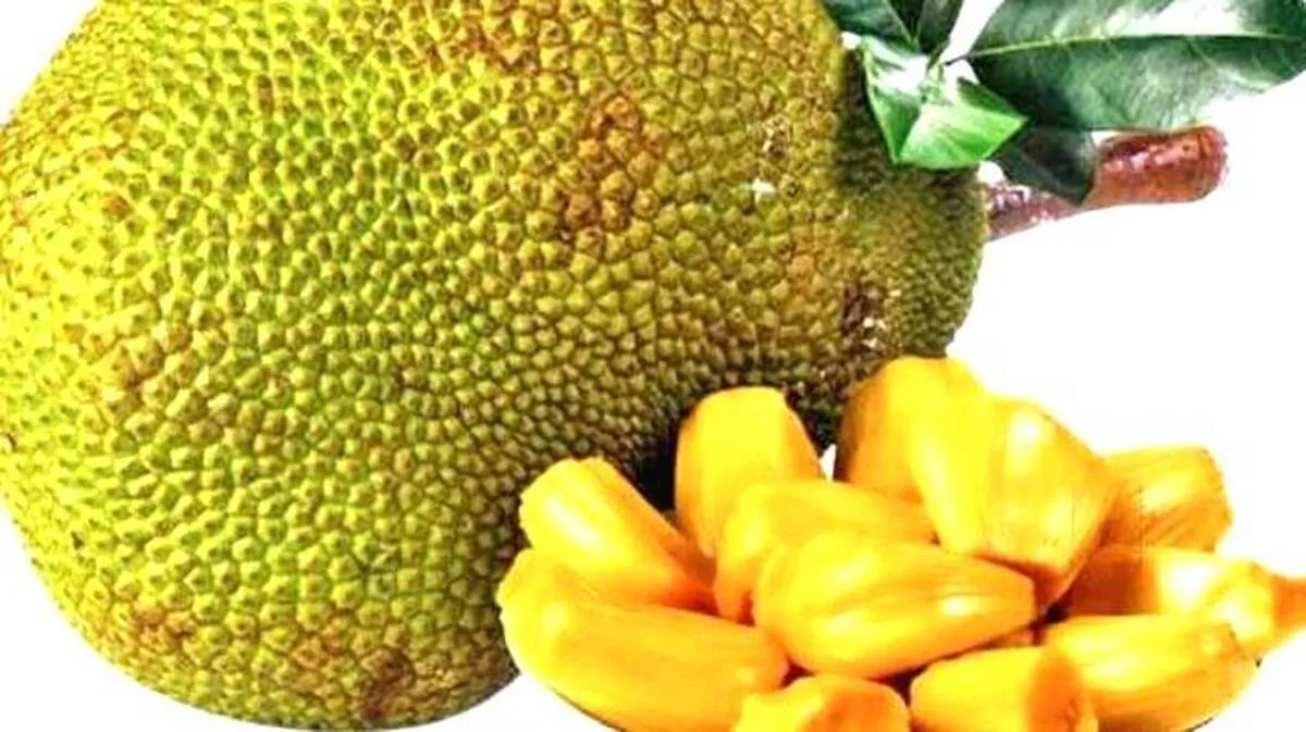 jackfruit