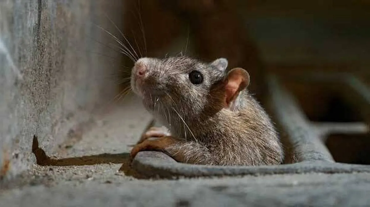 rat-fever-kerala-