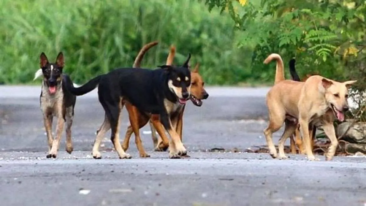 stray-dogs-