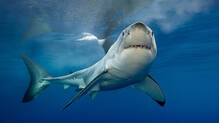 shark